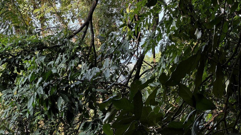 terreno em são conrado rio de janeiro rj 11